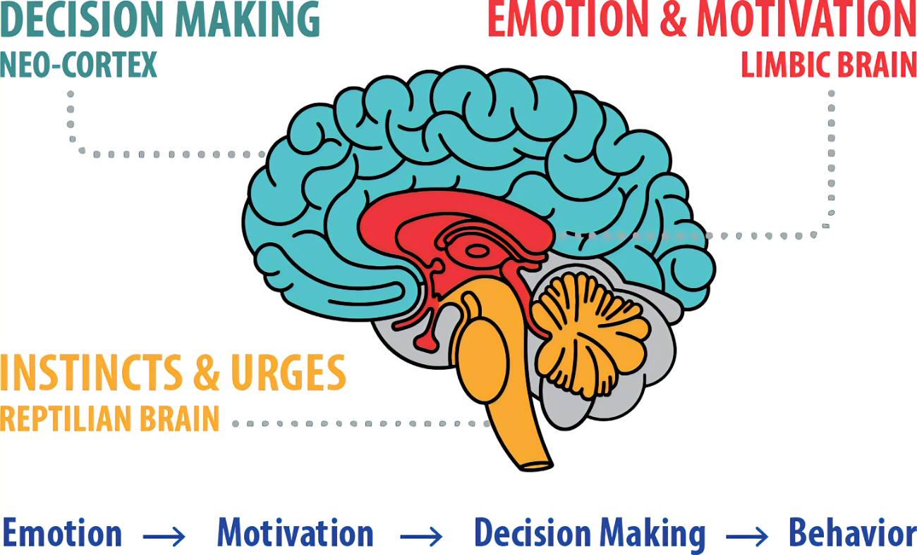 The 3 Brains, Elements of Numbers (EON), Fast and Easy Character Profiling. Organisation Psychology. Positive Psychology